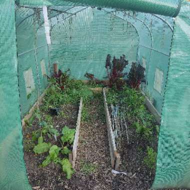 kimmys kitchen's garden
