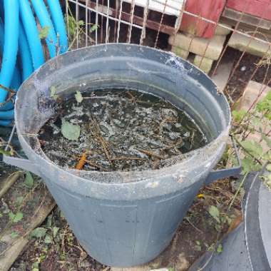 kimmys kitchen's garden