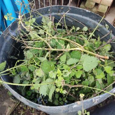 kimmys kitchen's garden