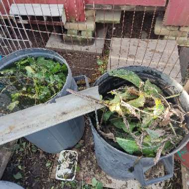 kimmys kitchen's garden