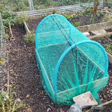 kimmys kitchen's garden