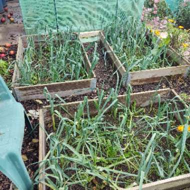 Leek 'Musselburgh'