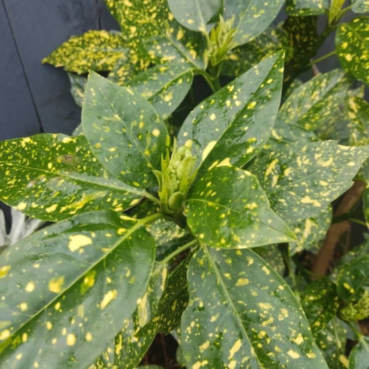 plant image 1701669 plant image 1701669
