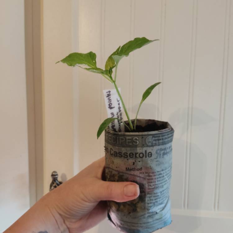 plant image 1702984 plant image 1702984