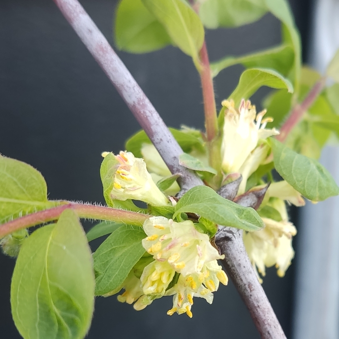 plant image 1702993 plant image 1702993