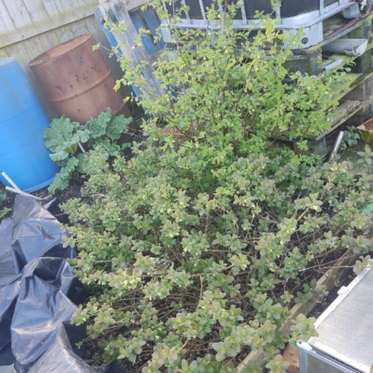 plant image 1703402 plant image 1703402