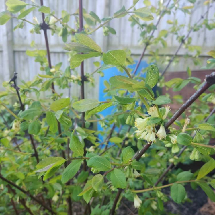 plant image 1703403 plant image 1703403