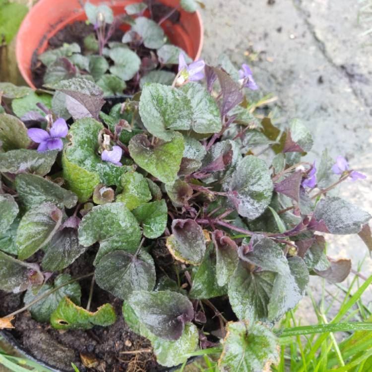 plant image 1704177 plant image 1704177