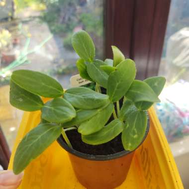 Cucumis sativus 'Beit Alpha' syn. Cucumis sativus 'Beth Alpha'
