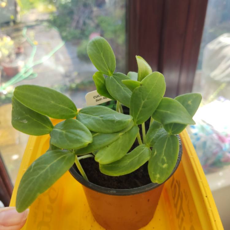 Plant image Cucumis sativus 'Beit Alpha' syn. Cucumis sativus 'Beth Alpha'