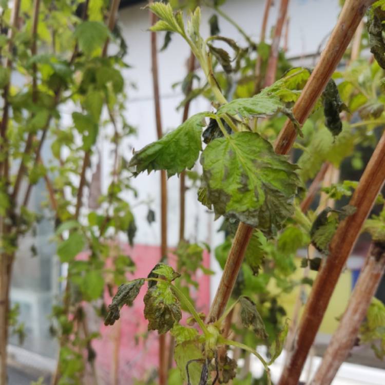 plant image 1706621 plant image 1706621