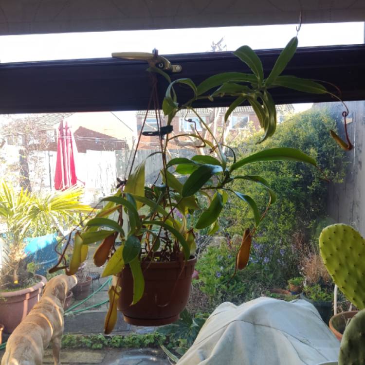 plant image 1706940 plant image 1706940