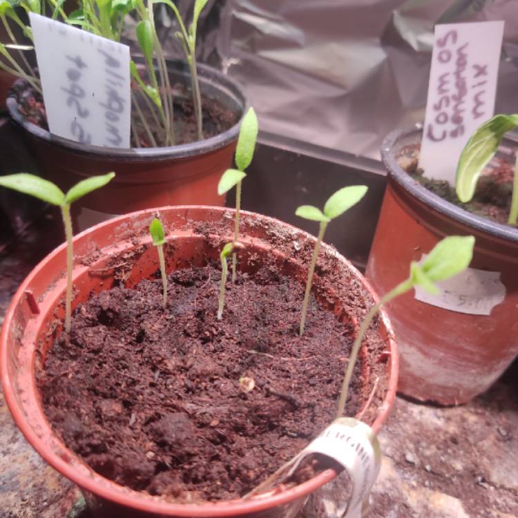 plant image 1707047 plant image 1707047