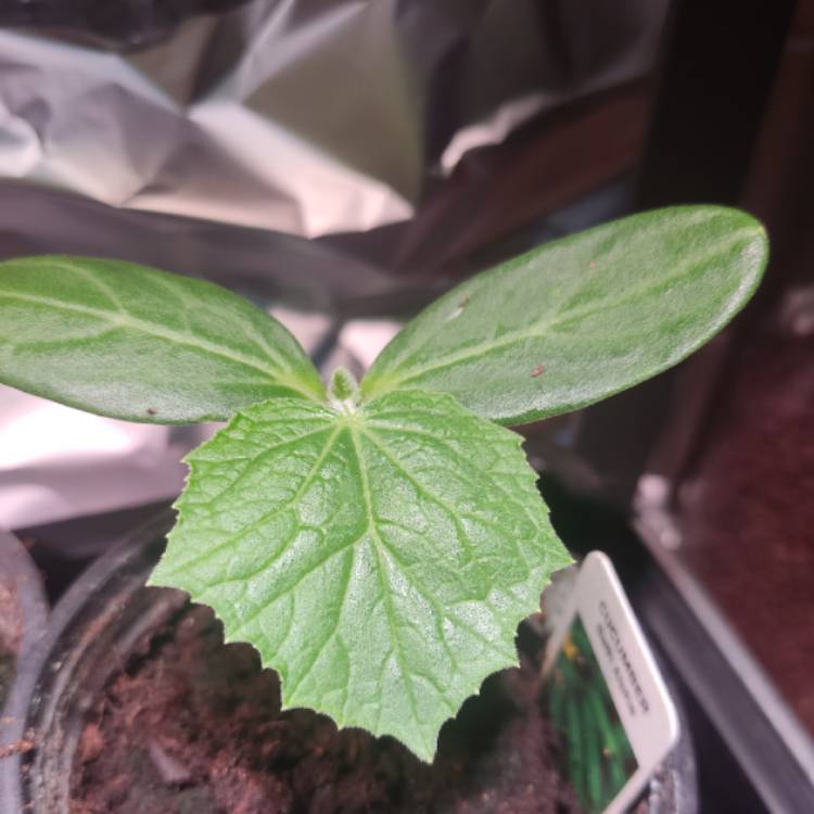 plant image 1707048 plant image 1707048