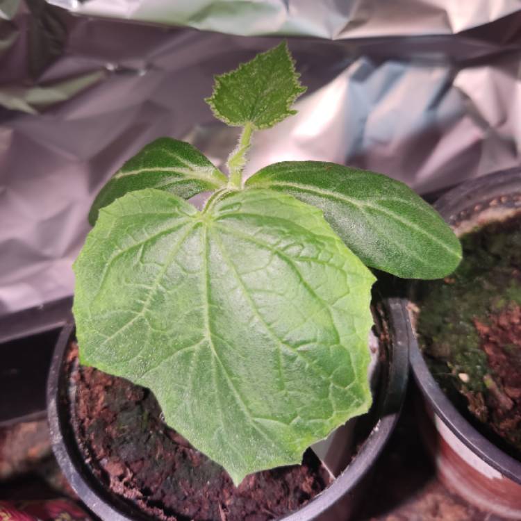 plant image 1707415 plant image 1707415