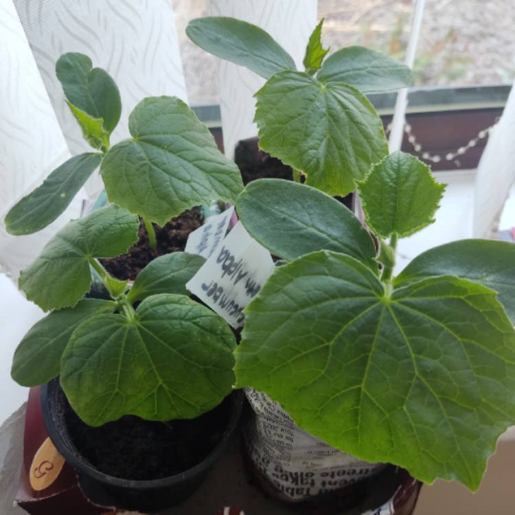 plant image 1708557 plant image 1708557