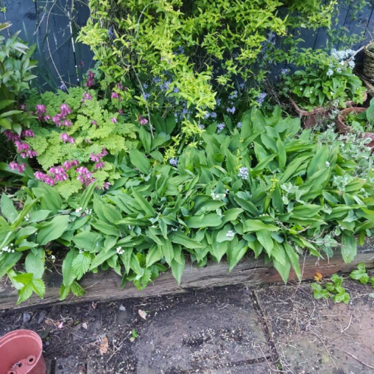 plant image 1708562 plant image 1708562