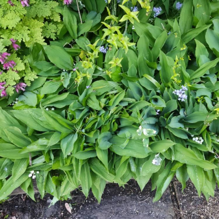 plant image 1708563 plant image 1708563