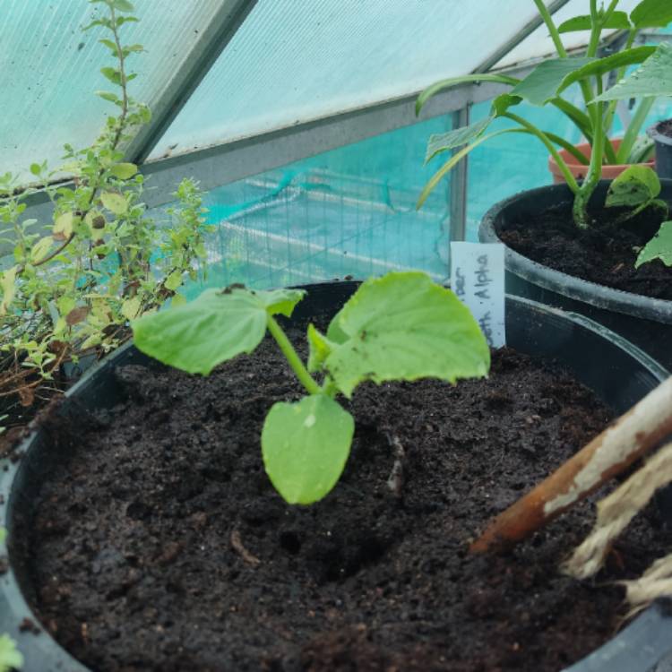 plant image 1710299 plant image 1710299