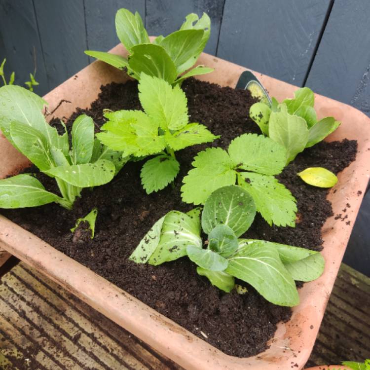 plant image 1710728 plant image 1710728