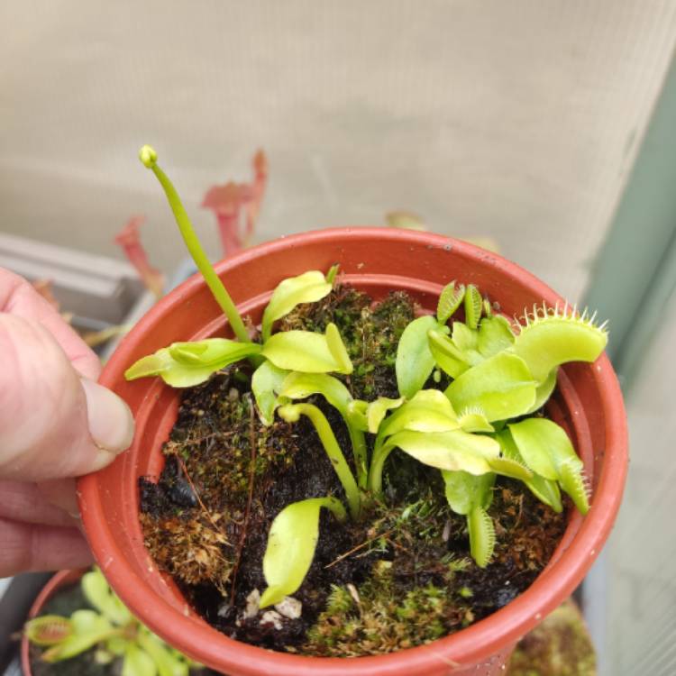 plant image 1710964 plant image 1710964