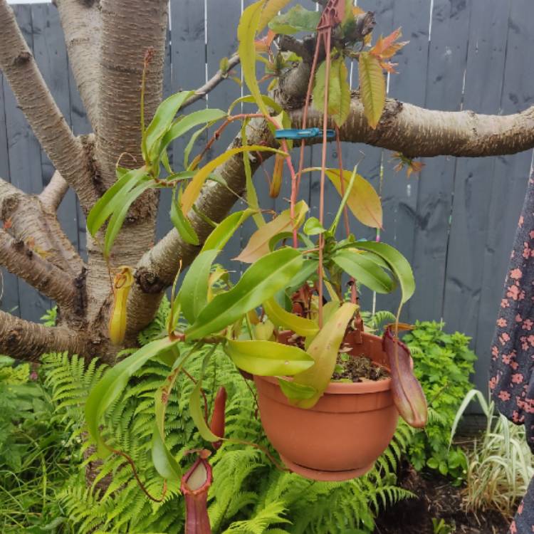 plant image 1710973 plant image 1710973