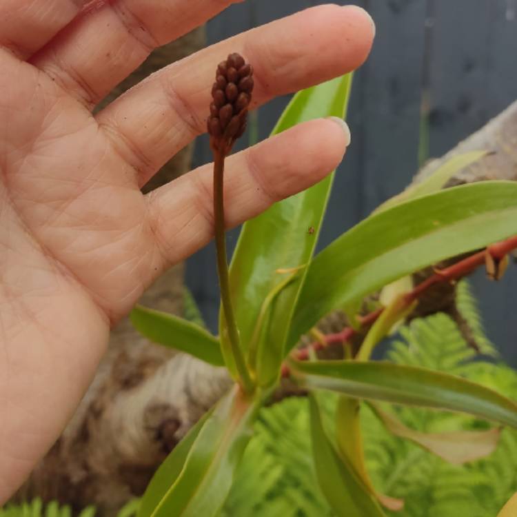 plant image 1710974 plant image 1710974