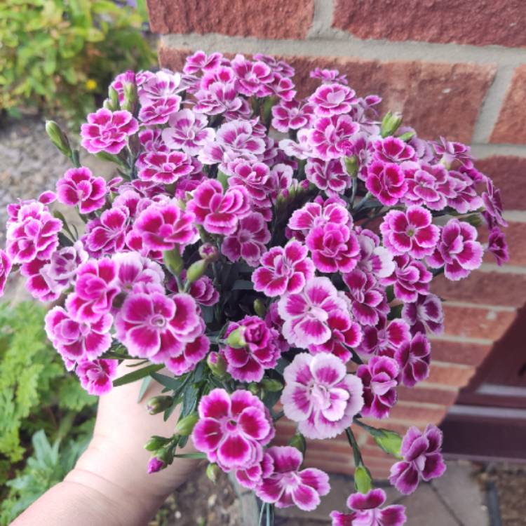 plant image 1714362 plant image 1714362