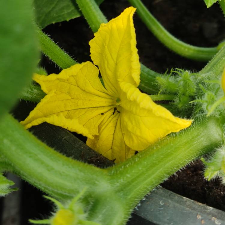 plant image 1715257 plant image 1715257