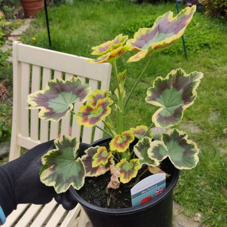 plant image 1715260 plant image 1715260
