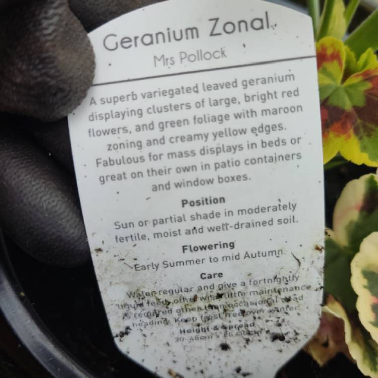 plant image 1715261 plant image 1715261