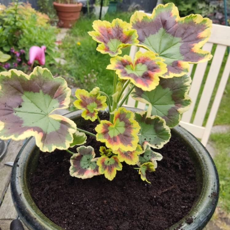 plant image 1715262 plant image 1715262