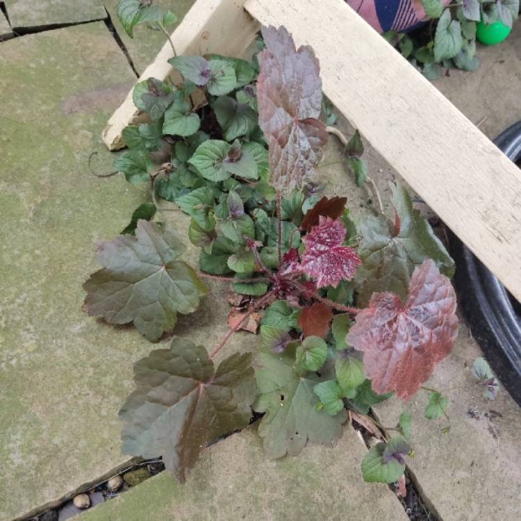 plant image 1715264 plant image 1715264