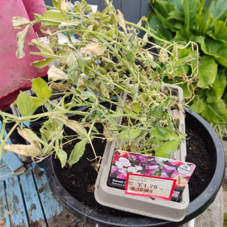 Plant image Lathyrus odoratus 'Spencer Mixed'