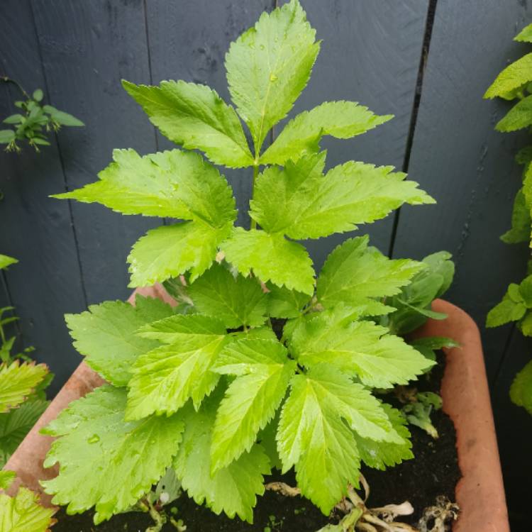 Plant image Angelica archangelica; syn Angelica officinalis