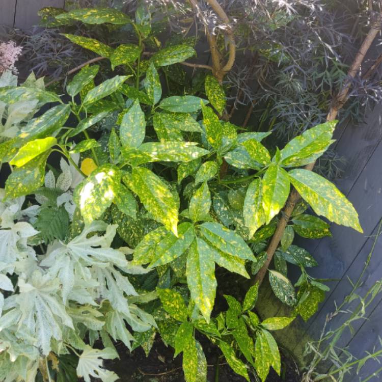 plant image 1716235 plant image 1716235