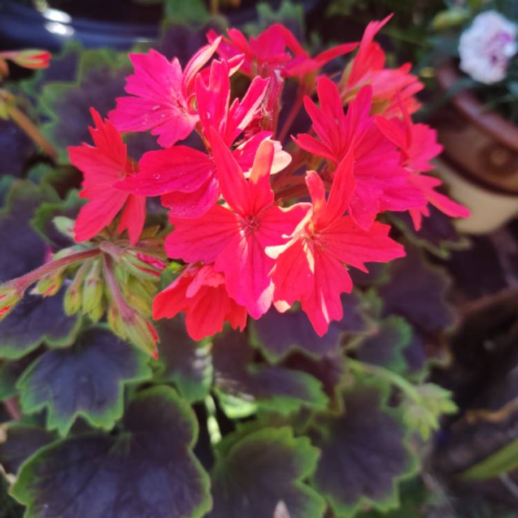 plant image 1717302 plant image 1717302