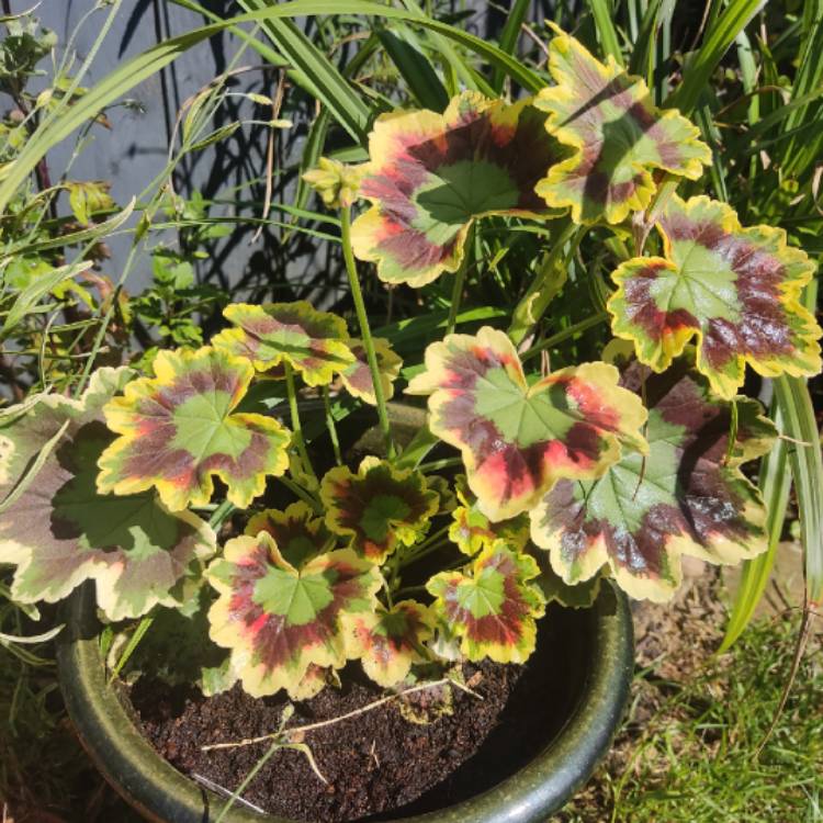 plant image 1717305 plant image 1717305