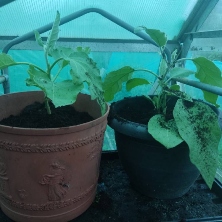 plant image 1720729 plant image 1720729