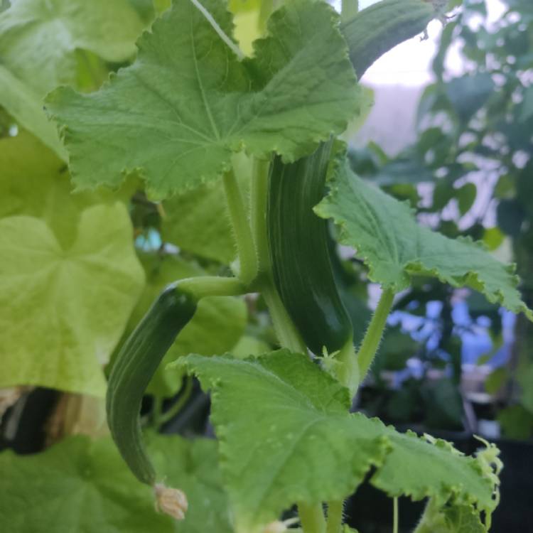 plant image 1720731 plant image 1720731
