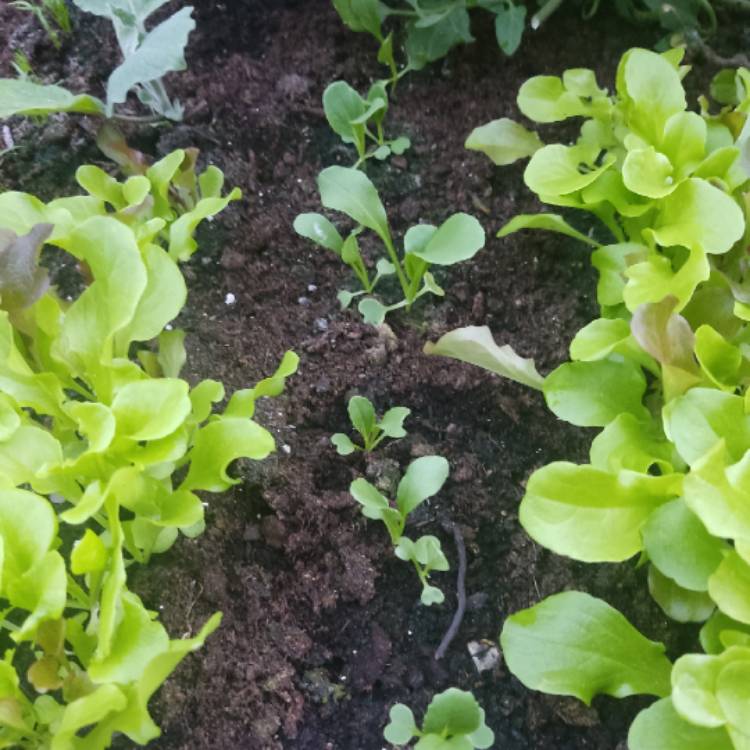 plant image 1720738 plant image 1720738