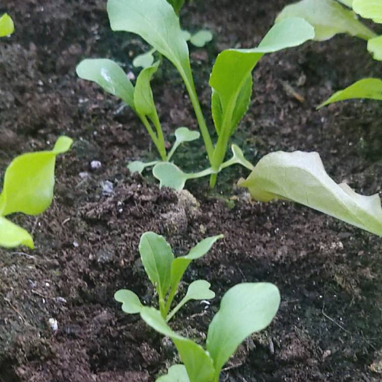 plant image 1720741 plant image 1720741