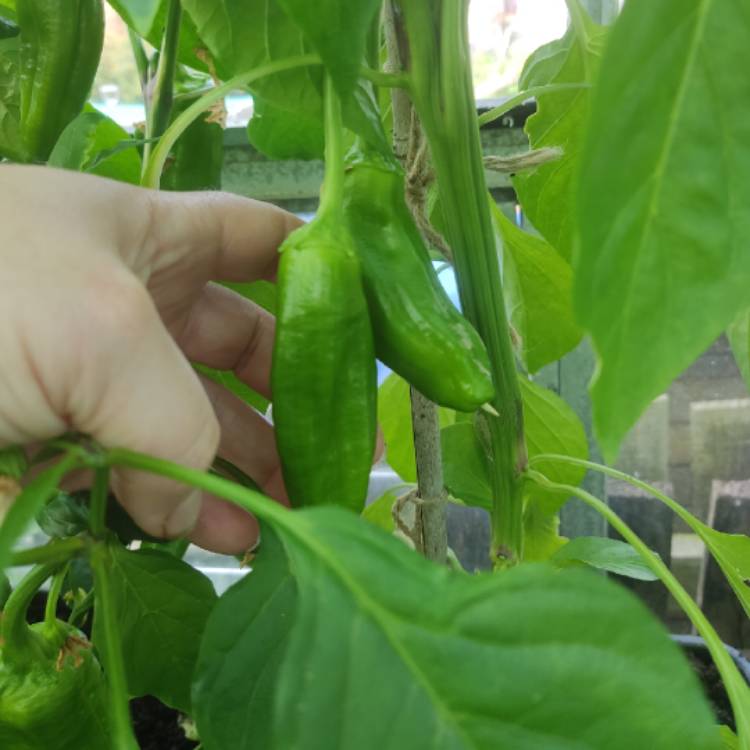 plant image 1721089 plant image 1721089