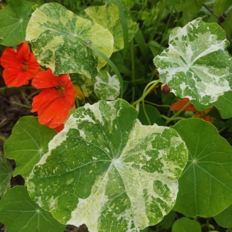 plant image 1721097 plant image 1721097
