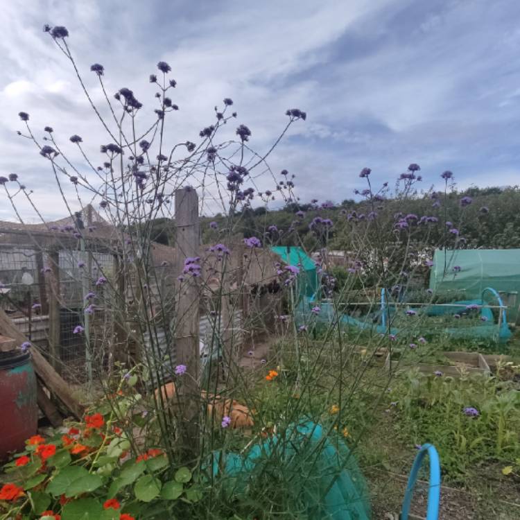 plant image 1721102 plant image 1721102