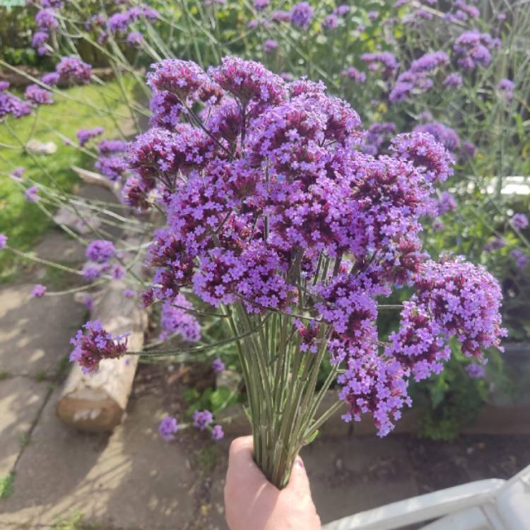 plant image 1723529 plant image 1723529