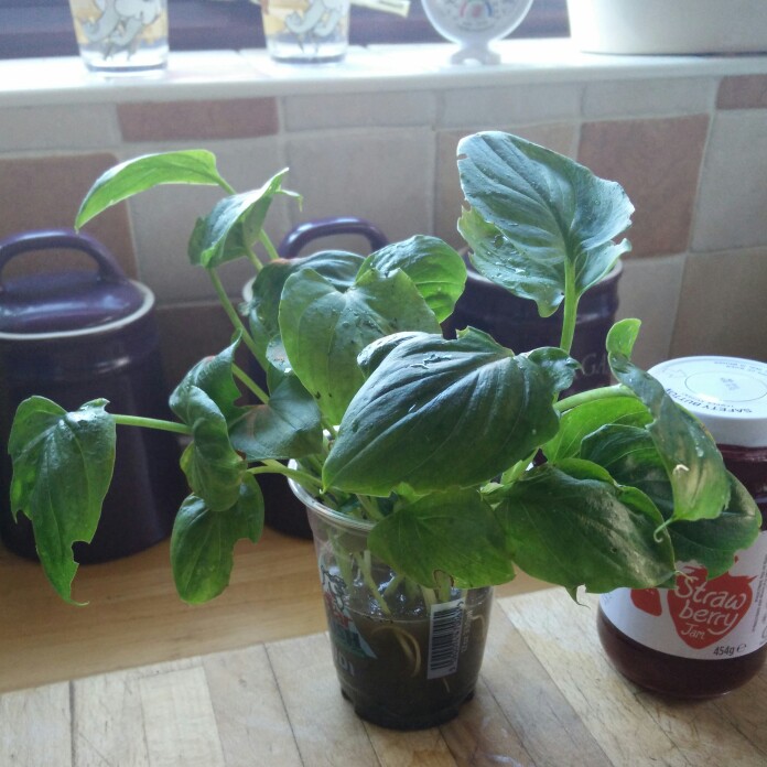 plant image 172406