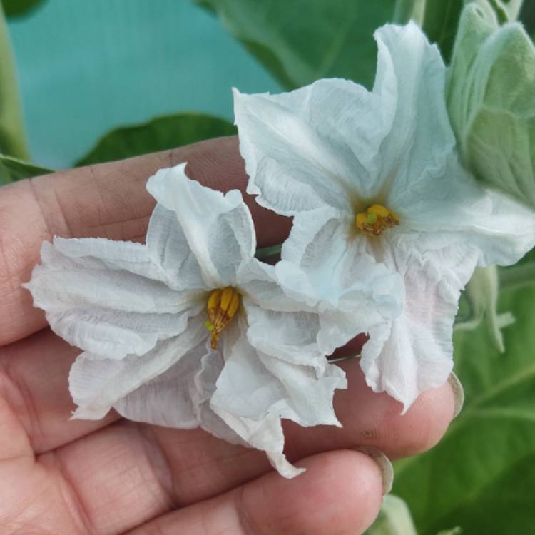 plant image 1724740 plant image 1724740