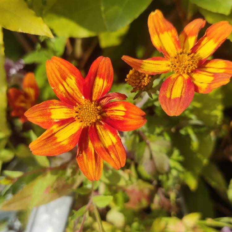 plant image 1724742