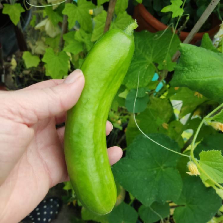 plant image 1724744 plant image 1724744